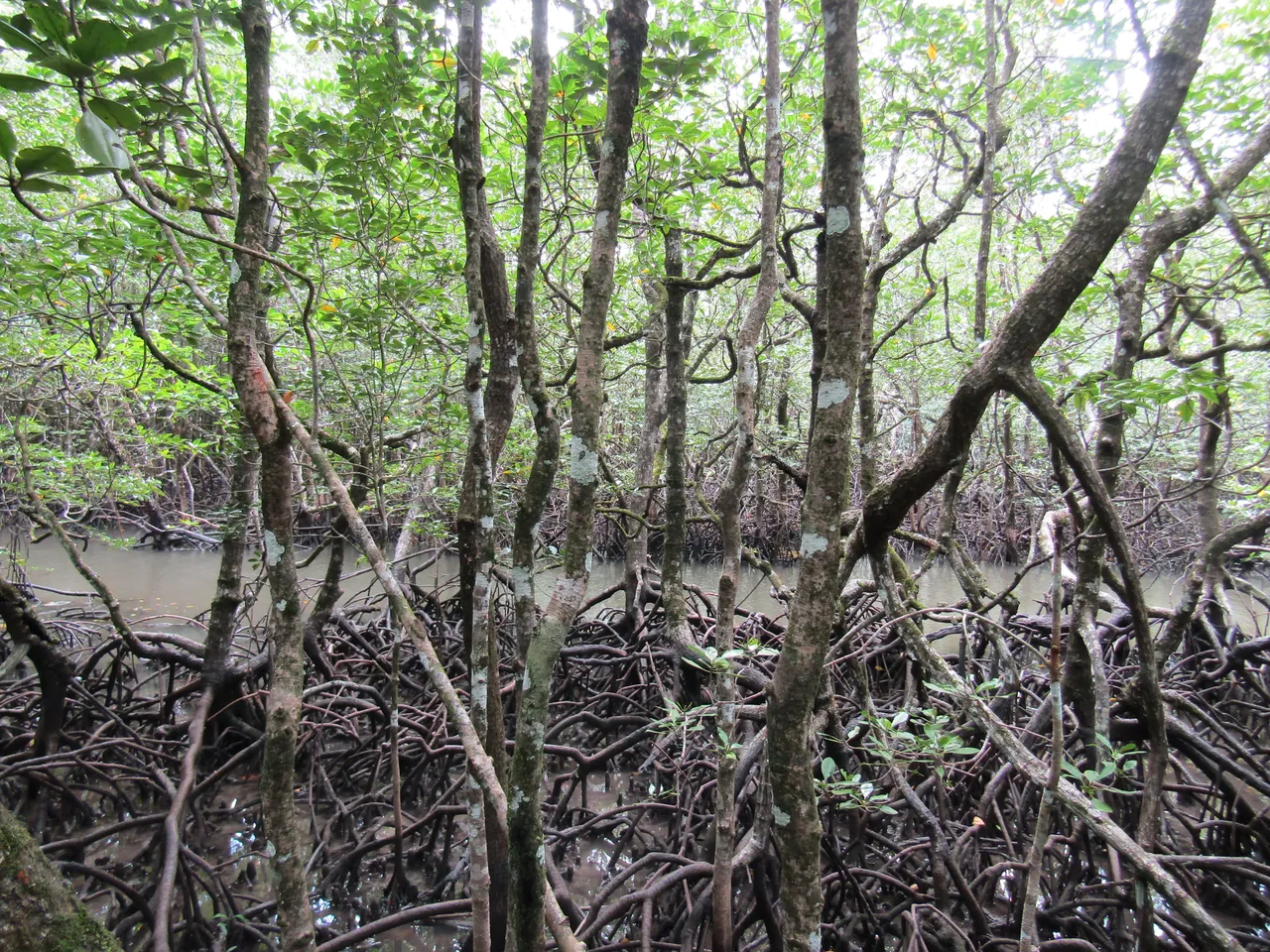 Interlaced mangrove roots beside a tidal creek on Baratang Island
