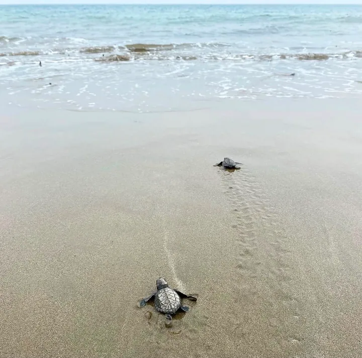 The dark sand and coastal landscape of Kalipur Turtle Beach