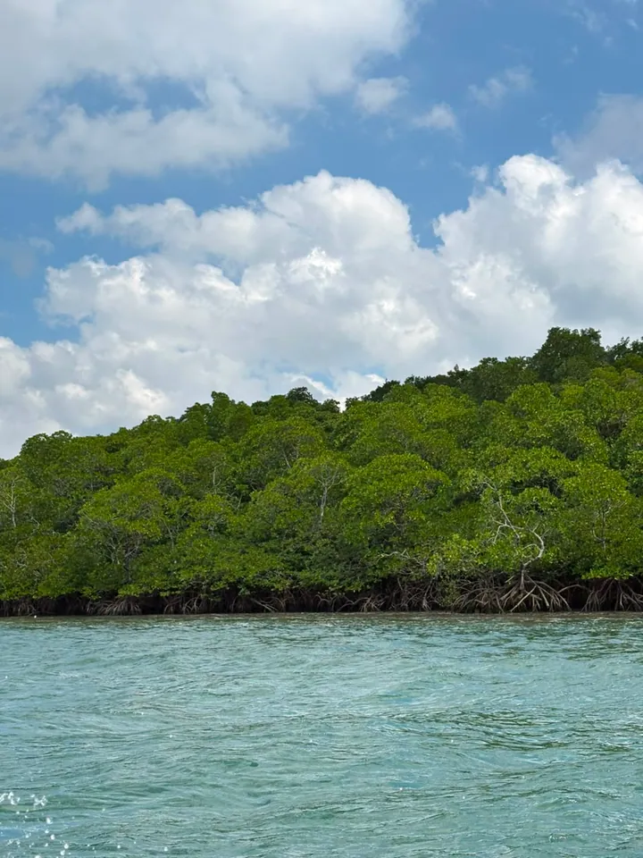 A boat route through a dense mangrove creek on Baratang Island