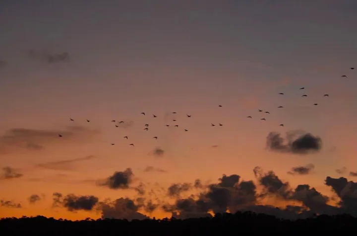 A flock of birds silhouetted above Parrot Island at dusk